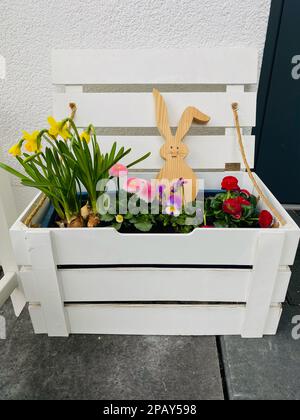 Weiße Holztruhe mit einem Osterhasen und Frühlingsblumen, Ostern, Feiertagen Stockfoto