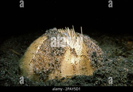 Herzeig (Echinocardium cordatum) oder Seekartoffel auf einem sandigen Meeresboden, Vereinigtes Königreich. Stockfoto