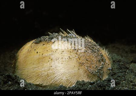 Herzeig (Echinocardium cordatum) oder Seekartoffel auf einem sandigen Meeresboden, Vereinigtes Königreich. Stockfoto