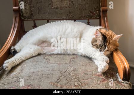 Weiße Hauskatze, die auf einem Retro-Heimstuhl ruht Stockfoto