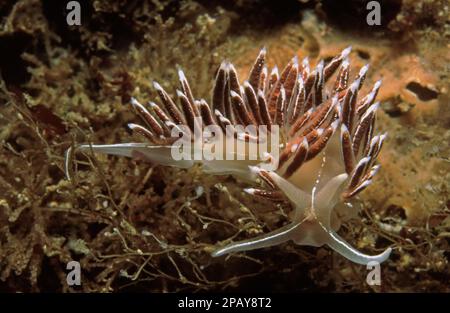 Nundibranch oder Sea Slug (Fjordia lineata, vormals Coryphella lineata), Fütterung mit einem wasserstoff, Vereinigtes Königreich. Stockfoto