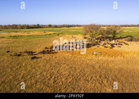 Luftaufnahme einer Büffelherde in der Landschaft des Okavango-Deltas. Tierpfade, Bäume und grünes Grasland. Okavango Delta, Botsuana Stockfoto