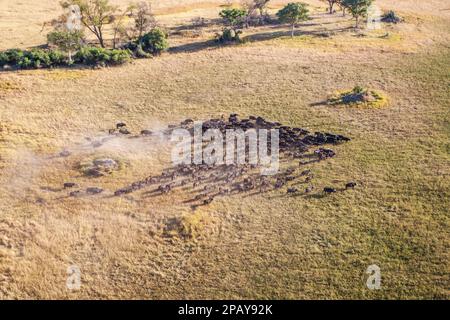 Luftaufnahme einer Büffelherde in der Landschaft des Okavango-Deltas. Tierpfade, Bäume und grünes Grasland. Okavango Delta, Botsuana Stockfoto