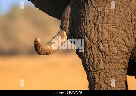 Elefantenstoßzähne, Nahaufnahme Porträt. Loxodonta africana, Halbgesichtskopf mit Elfenbein wird angezeigt. Okavango Delta, Botsuana Stockfoto