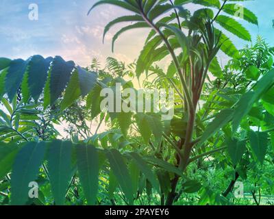 Zierpflanze Sumac Hirschhorn - Essigbaum. Die Blüte des dekorativen Sumakbaums. Kegelförmige Panikel rotbrauner Sumakblüten. Horn Stockfoto