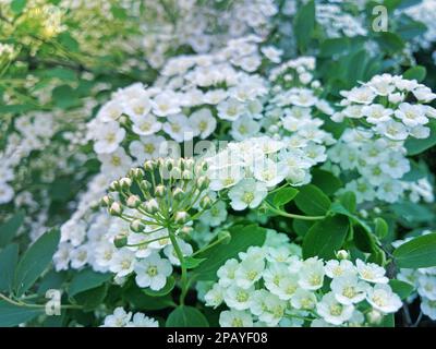 Van Houttes spiraea - lateinischer Name - Spiraea x vanhouttei. Frühlingsblütenstrauch mit vielen weißen Blumen - Spirea Spiraea cantoniensis. Auch bekannt als Re Stockfoto