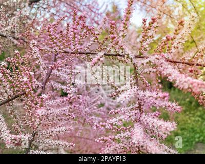 Tamarix ramosissima Pink Cascade weißrosa Blumen aus der Nähe. Die Blätter sind blassgrün, kalkreich, federnd. Tamarisk oder Salzzeder. Weiche T-Blüte Stockfoto