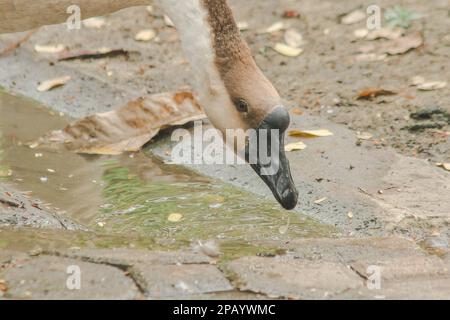 Gänse, die auf dem Boden laufen, sind Tiere, die leicht zu züchten sind und nicht krank werden. Stockfoto