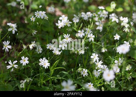 Große Sternmiere, große Sternmiere, echte Sternmiere, Großblütige Sternmiere, Sternmiere, Stern-miere, Stellaria holostea, Rabelera holostea, Stitchw Stockfoto