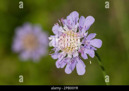 Tauben-Skabiose, Taubenskabiose, Tauben-Grindkraut, Scabiosa columbaria, Small scabious, Zwergkissenblüte, La scabieuse Colombaire Stockfoto