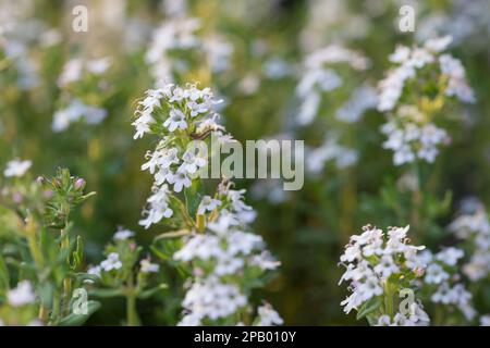 Thymian, Echter Thymian, Römischer Quendel, Kuttelkraut, Gartenthymian, Garten-Thymian, Thymus vulgaris, Thymian, gemeinsame Thymian, Garten Thymian Thymian, Le co Stockfoto