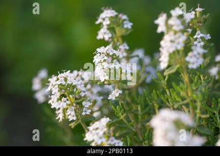 Thymian, Echter Thymian, Römischer Quendel, Kuttelkraut, Gartenthymian, Garten-Thymian, Thymus vulgaris, Thymian, gemeinsame Thymian, Garten Thymian Thymian, Le co Stockfoto