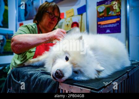 Birmingham, Großbritannien. 11. März 2023. Ein Samoyed, der am dritten Tag von Crufts gepflegt wird. Die jährlich stattfindende viertägige Hundeshow, Crufts, wird 2023 in Birmingham, Mittelengland, stattfinden. Die internationale Hundeshow findet im National Exhibition Centre von Birmingham statt. Kredit: SOPA Images Limited/Alamy Live News Stockfoto