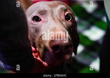 Birmingham, Großbritannien. 11. März 2023. Weimaraners am dritten Tag von Crufts. Die jährlich stattfindende viertägige Hundeshow, Crufts, wird 2023 in Birmingham, Mittelengland, stattfinden. Die internationale Hundeshow findet im National Exhibition Centre von Birmingham statt. Kredit: SOPA Images Limited/Alamy Live News Stockfoto