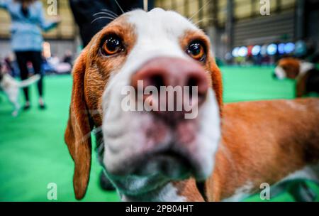 Birmingham, Großbritannien. 11. März 2023. Beagle am dritten Tag von Crufts. Die jährlich stattfindende viertägige Hundeshow, Crufts, wird 2023 in Birmingham, Mittelengland, stattfinden. Die internationale Hundeshow findet im National Exhibition Centre von Birmingham statt. Kredit: SOPA Images Limited/Alamy Live News Stockfoto