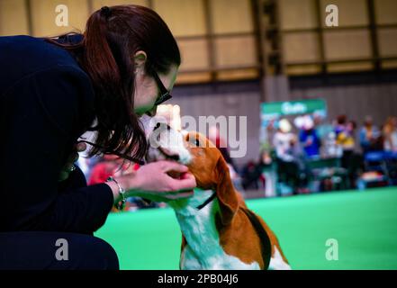 Birmingham, Großbritannien. 11. März 2023. Beagle am dritten Tag von Crufts. Die jährlich stattfindende viertägige Hundeshow, Crufts, wird 2023 in Birmingham, Mittelengland, stattfinden. Die internationale Hundeshow findet im National Exhibition Centre von Birmingham statt. Kredit: SOPA Images Limited/Alamy Live News Stockfoto