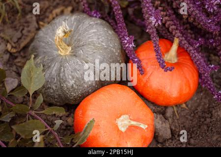 Reife orangefarbene und grüne Kürbisse liegen in Basilikum auf dem Boden. Ernte. Halloween. Oben viev, horizontal Stockfoto