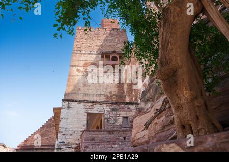 Antiker alter Baum und Jharokha, Steinfenster, das von der Wand eines Gebäudes projiziert wird, obere Etage, mit Blick auf das Fort Mehrangarh, Jodhpur, Rajasthan. Stockfoto