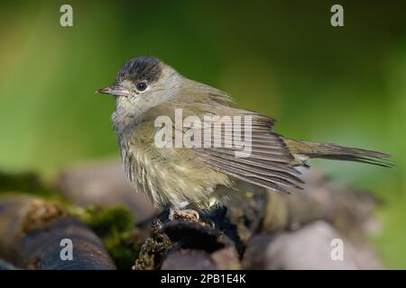 Männliche eurasische Schwarzkappen (Sylvia atricapilla) sehen beim Trocknen nasser Federn auf gefallenem Stock ruhig aus Stockfoto