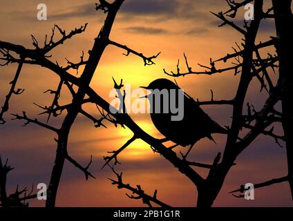 Robin singt bei Sonnenuntergang Stockfoto