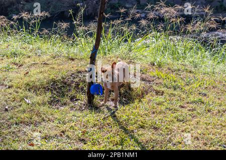 Kleiner brauner Hund, der an einen kleinen Baum gefesselt in einem öffentlichen Park mit einem Bach im Hintergrund steht, sehr aufmerksam und wartet an einem sonnigen Tag auf seinen Besitzer, grün Stockfoto