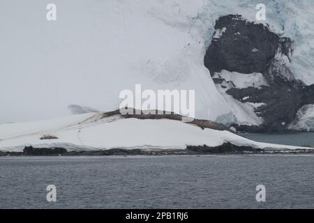 Argentinische Hütte auf Trinity Island - Mikkelsen Hafen - Antarktis Stockfoto