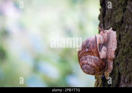 Eine Traubenschnecke krabbelt den Stamm eines Baumes hinauf. Gemüse, Gartenpest. Nahaufnahme Stockfoto