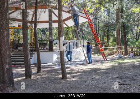 Guadalajara, Jalisco Mexiko. 2023. Arbeiter, die einen Kiosk reparieren und Wartungsarbeiten in einem öffentlichen Park durchführen, umgeben von Kiefern, gelbem Gerüst, Mann auf a la Stockfoto