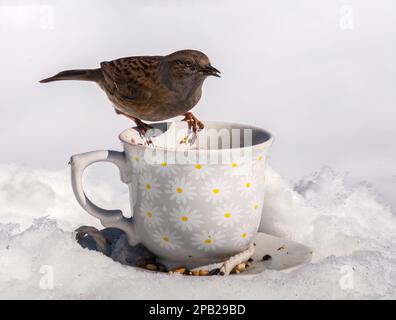 Ein Dunnock, hoch oben auf einer Teetasse im Schnee Stockfoto