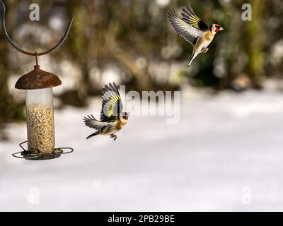 Goldfinch fliegt im Schnee auf eine Gartenspeise zu Stockfoto