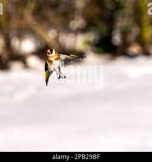 Goldfinch fliegt im Schnee auf eine Gartenspeise zu Stockfoto