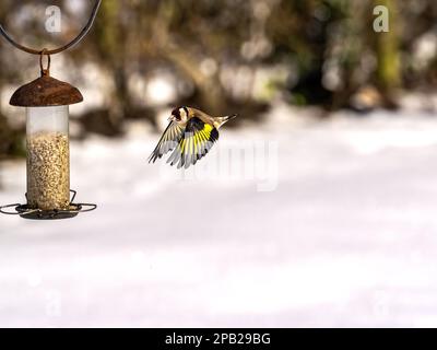 Goldfinch fliegt im Schnee auf eine Gartenspeise zu Stockfoto