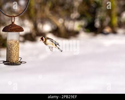 Goldfinch fliegt im Schnee auf eine Gartenspeise zu Stockfoto