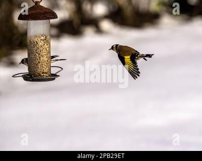 Goldfinch fliegt im Schnee auf eine Gartenspeise zu Stockfoto