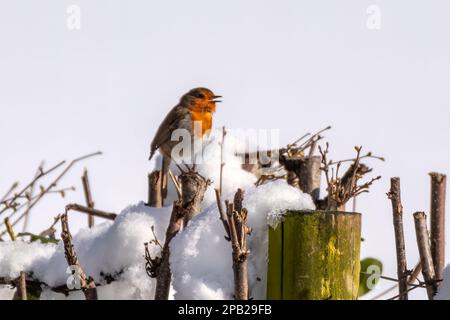 Ein Robin, der auf einer Hecke im Schnee saß und sang Stockfoto