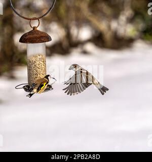Ein Goldfinch versucht, einen Spatz im Winter von der Vogelzucht abzuschrecken. Stockfoto
