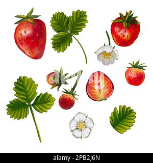 Set mit roten Erdbeeren auf weißem Hintergrund. Aquarelle Darstellung von Blumen und Beeren mit Blättern. Bemalte Speisen, Früchte. Sommerbeeren. Anzug Stockfoto