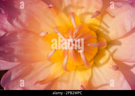 Die Blütenblätter des Heiligen Lotus blühen rosa, ist eine Wasserpflanze der Gattung Lotus (Nelumbo), eine Lotusblume, die in der Natur blüht Stockfoto