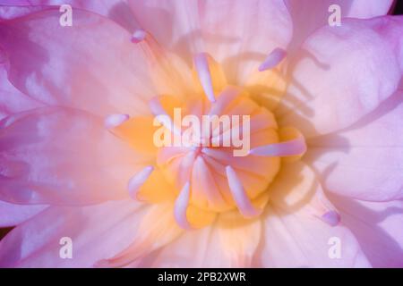 Die Blütenblätter des Heiligen Lotus blühen rosa, ist eine Wasserpflanze der Gattung Lotus (Nelumbo), eine Lotusblume, die in der Natur blüht Stockfoto