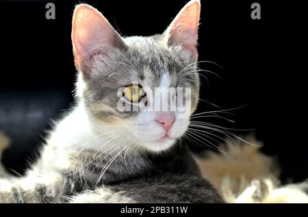 Ein Katzenporträt mit Augen Stockfoto