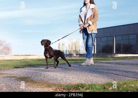 Eine Frau mit ihrem deutschen Schmarotzer-Pointer-Hund, die draußen herumläuft Stockfoto