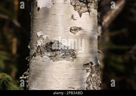 Wunderschöne Birke im Freien an sonnigen Tagen, Nahsicht auf den Baumstamm Stockfoto