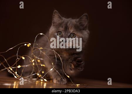 Süßes flauschiges Kätzchen, das mit Lichterketten auf einem Holztisch vor braunem Hintergrund spielt. Platz für Text Stockfoto
