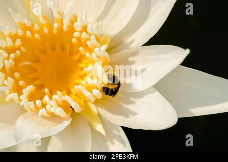 Biene auf einem weißen Lotus, Makrofotografie Biene auf einem weißen Lotus Stockfoto