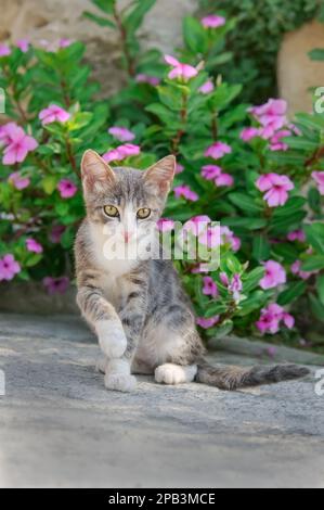 Ein neugieriges, blau-tabby-weißes Kätzchen, das vor rosa Blumen in einer Gasse in Zypern sitzt Stockfoto