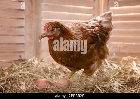 Wunderschönes Huhn mit Eiern auf Heu im Hühnerstall Stockfoto