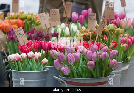Blumen zu Beginn der Saison auf dem Bauernmarkt in Prag verkaufen, bunte Tulpen im Vordergrund. Stockfoto