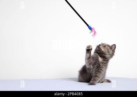 Süßes flauschiges Kätzchen auf der Decke vor hellem Hintergrund. Platz für Text Stockfoto