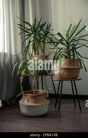 Schöne Zimmerpflanzen in der Nähe von Fenstern im Haus. Innendesign Stockfoto