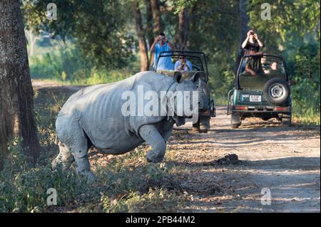 Indisches Nashorn (Rhinoceros unicornis), das eine Waldstraße vor einem Touristenfahrzeug durchquert, Kaziranga-Nationalpark, Assam, Indien, Asien Stockfoto